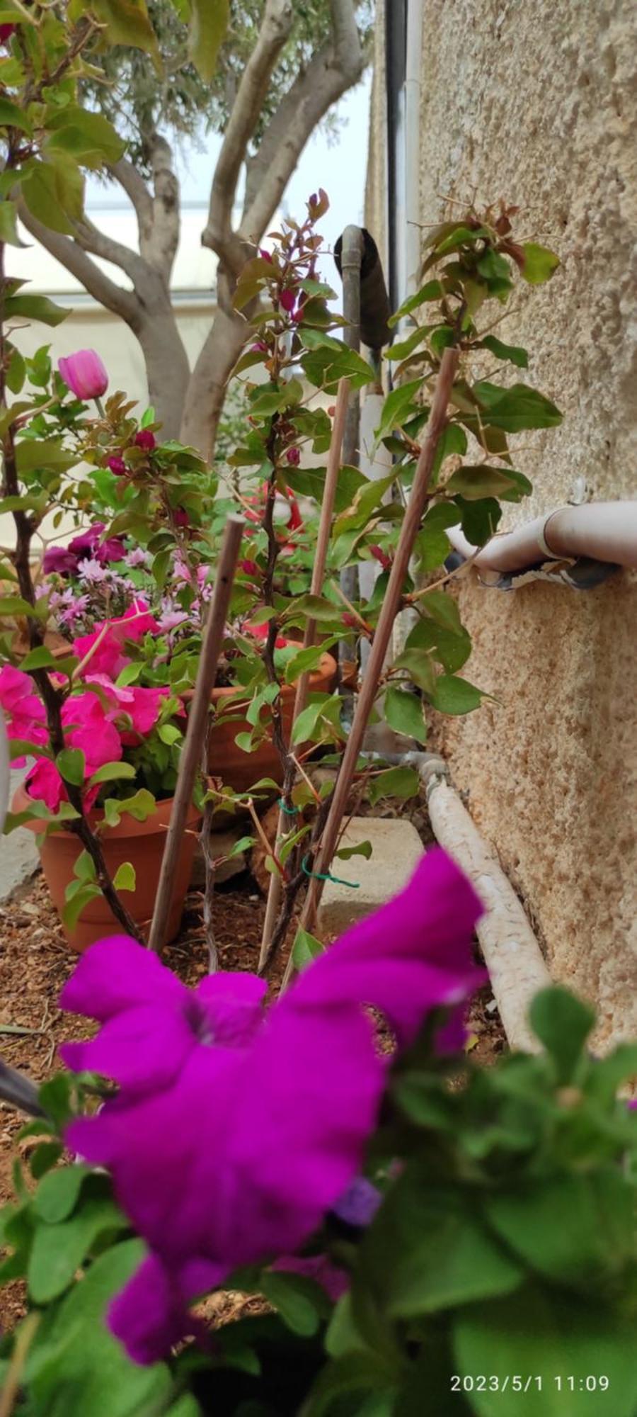 Secret Garden Home Lagonissi Attiki Foinikia  Bagian luar foto